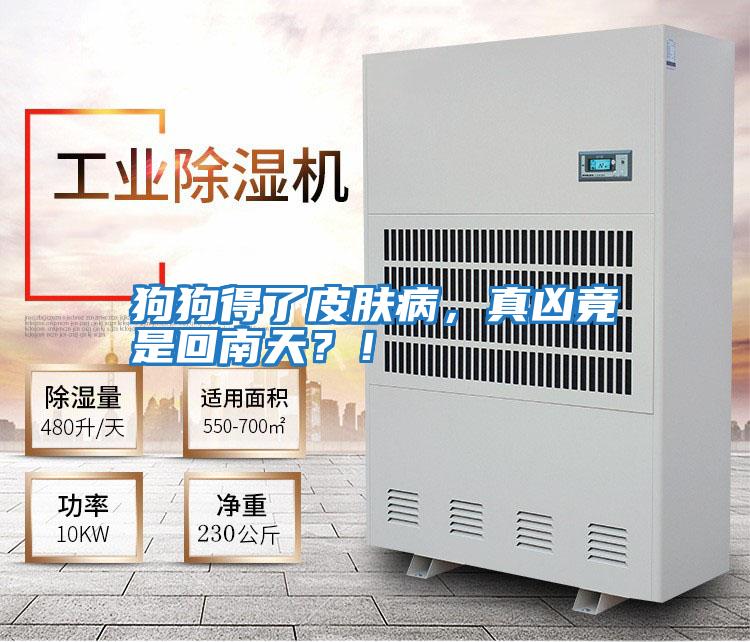 狗狗得了皮膚病，真兇竟是回南天？！