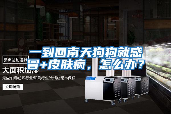 一到回南天狗狗就感冒+皮膚病，怎么辦？